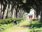 Viale alberato Via Chiodelli (2) - Ambra